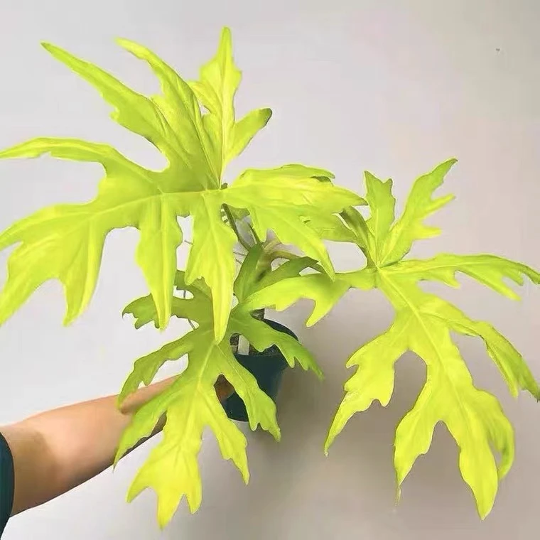 瓦塞维奇蔓绿绒撕裂春羽黄金春雨赛洛姆瓦萨维奇热带稀有植物盆栽