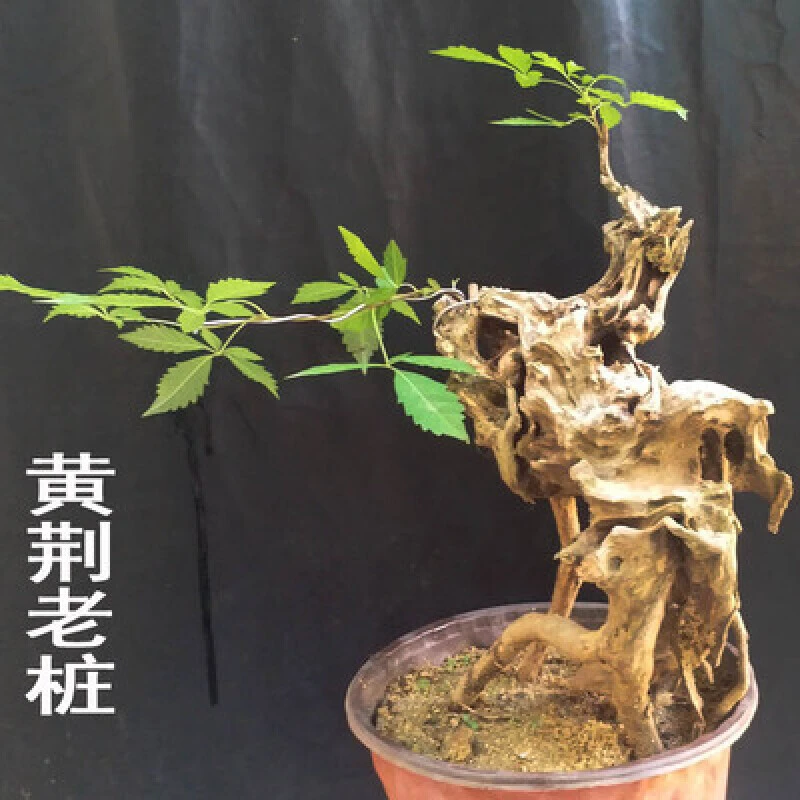 黄荆老桩 盆景室内室外茶室盆景造型观赏庭院客厅异形盆景