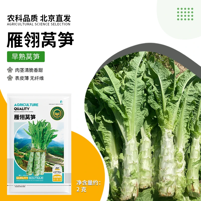 【农科院推荐】绿莴笋种子耐寒蔬菜种子秋冬春种子蔬菜种子阳台盆栽