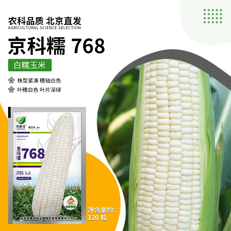 【农科院】香糯玉米种子京科糯768种子鲜食玉米种子白玉米种子