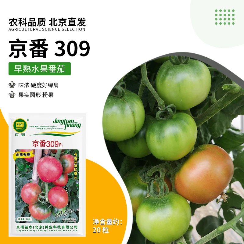 京研【农科院】水果番茄种子水果西红柿草莓番茄铁皮柿子种子年货节