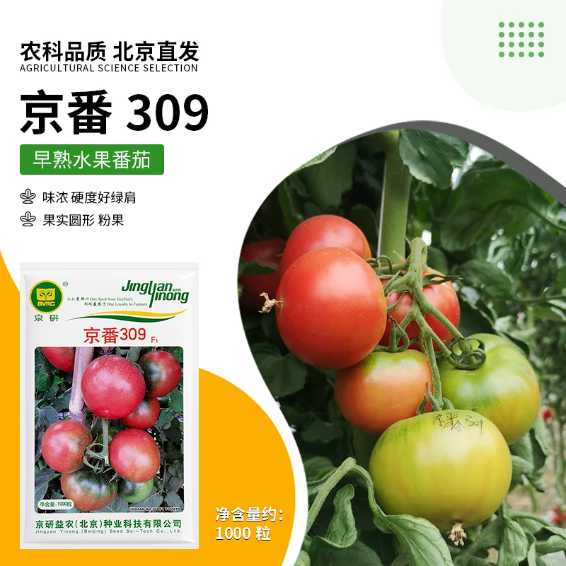 京研【农科院】水果番茄种子农科院水果西红柿草莓番茄铁皮柿子种子