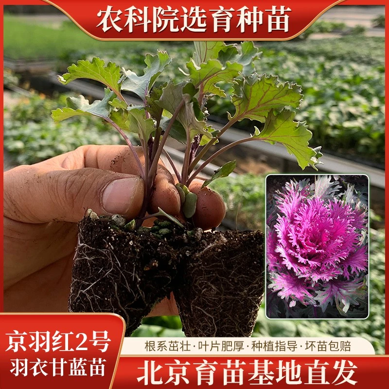 京农研【农科院推荐】甘蓝苗羽衣甘蓝苗种植盆栽地栽简单易种蔬菜苗