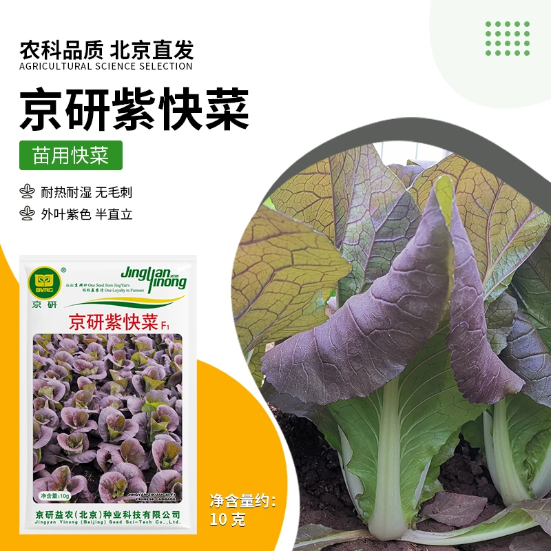 【农科院】四季紫快菜种子青菜种子小白菜耐热速生白菜易种蔬菜