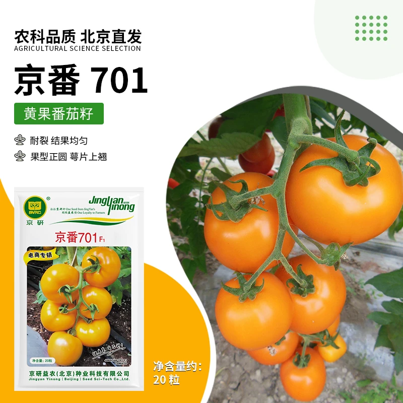 京研【农科院】大番茄种子西红柿大粉果番茄火锅黄色番茄种子阳台
