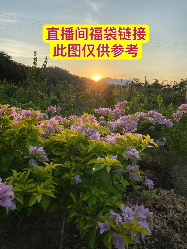 直播间福袋，送一棵三角梅