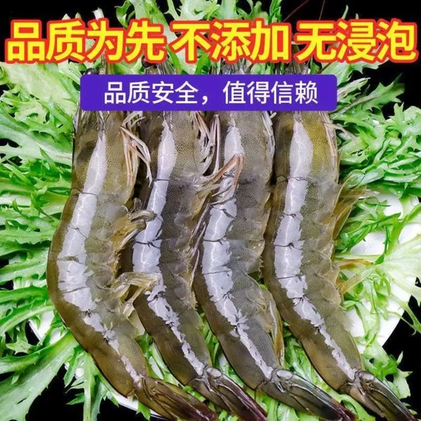 新鲜活海青虾只卖虾不卖水，鲜活发出。宁夏地区包邮包活