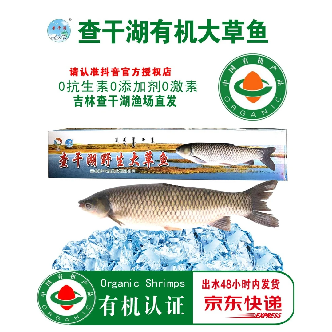 查干湖冬捕特色有机大草鱼4斤-13斤官方正品包邮胖头鱼正宗查干湖