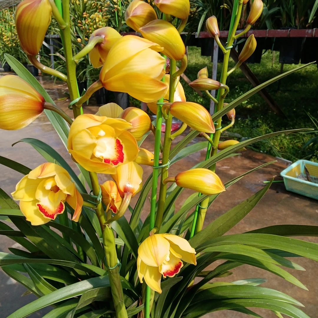 岁月叶片花盆大花运输途中花苞花朵掉了不售后，追求完美勿拍）