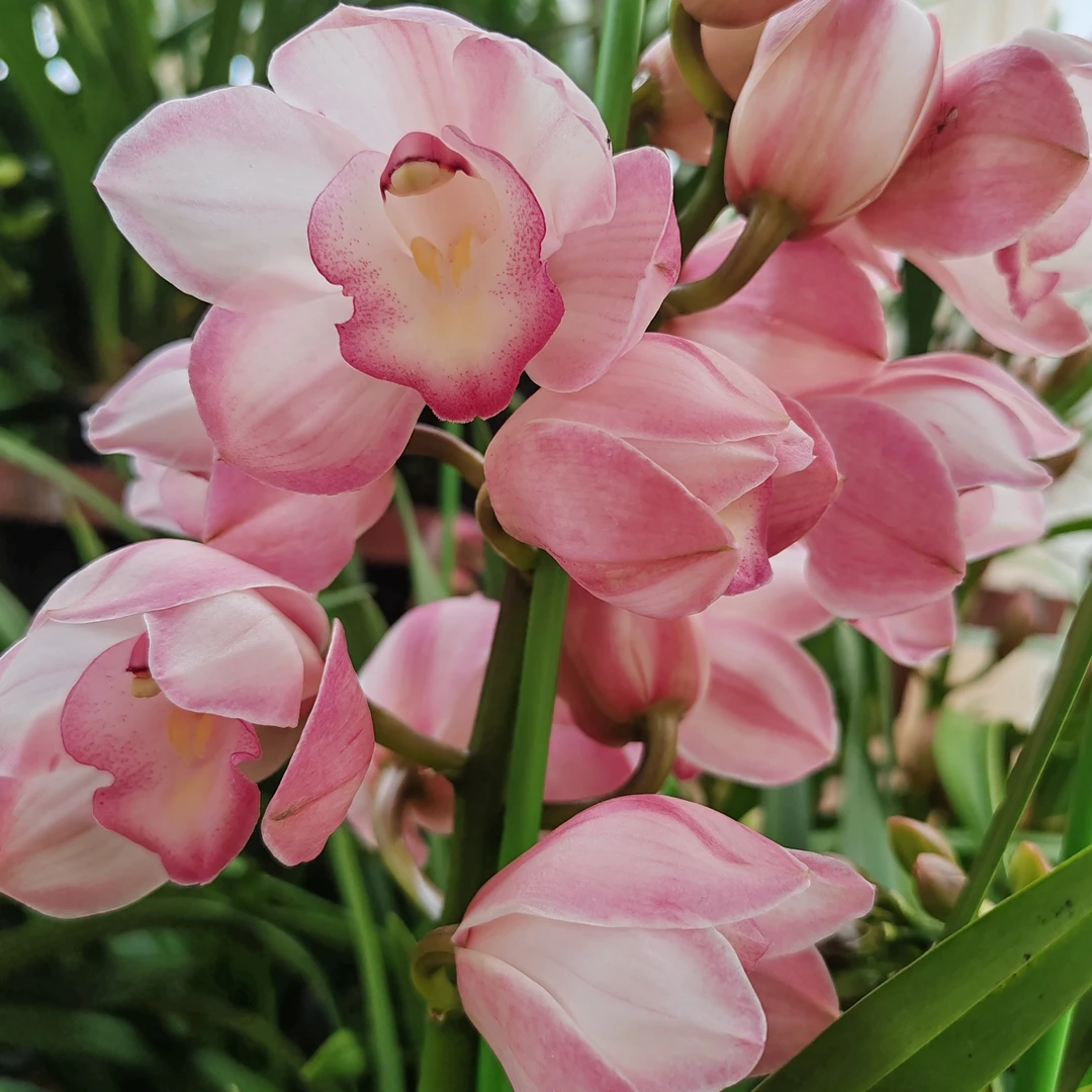 大花蕙兰【烛光 】发货不退货  花朵鲜艳 花苞不售后。