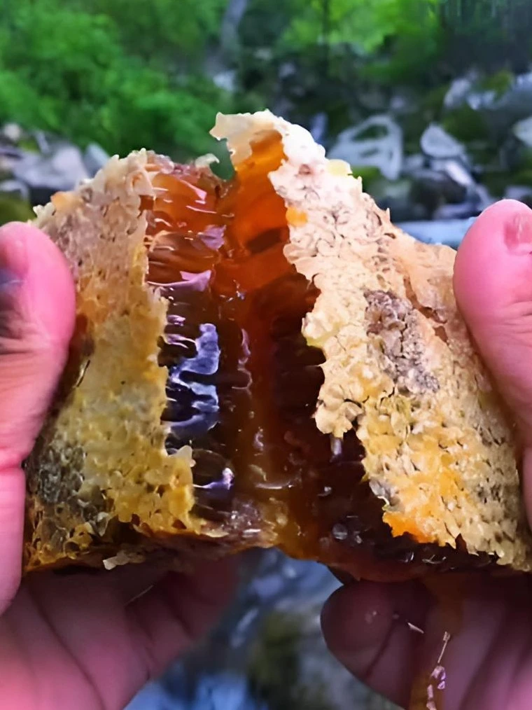 野生蜂巢蜜土蜂蜜养蜂场直播现割
