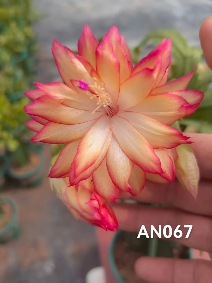 AN067重瓣蟹爪兰嫁接