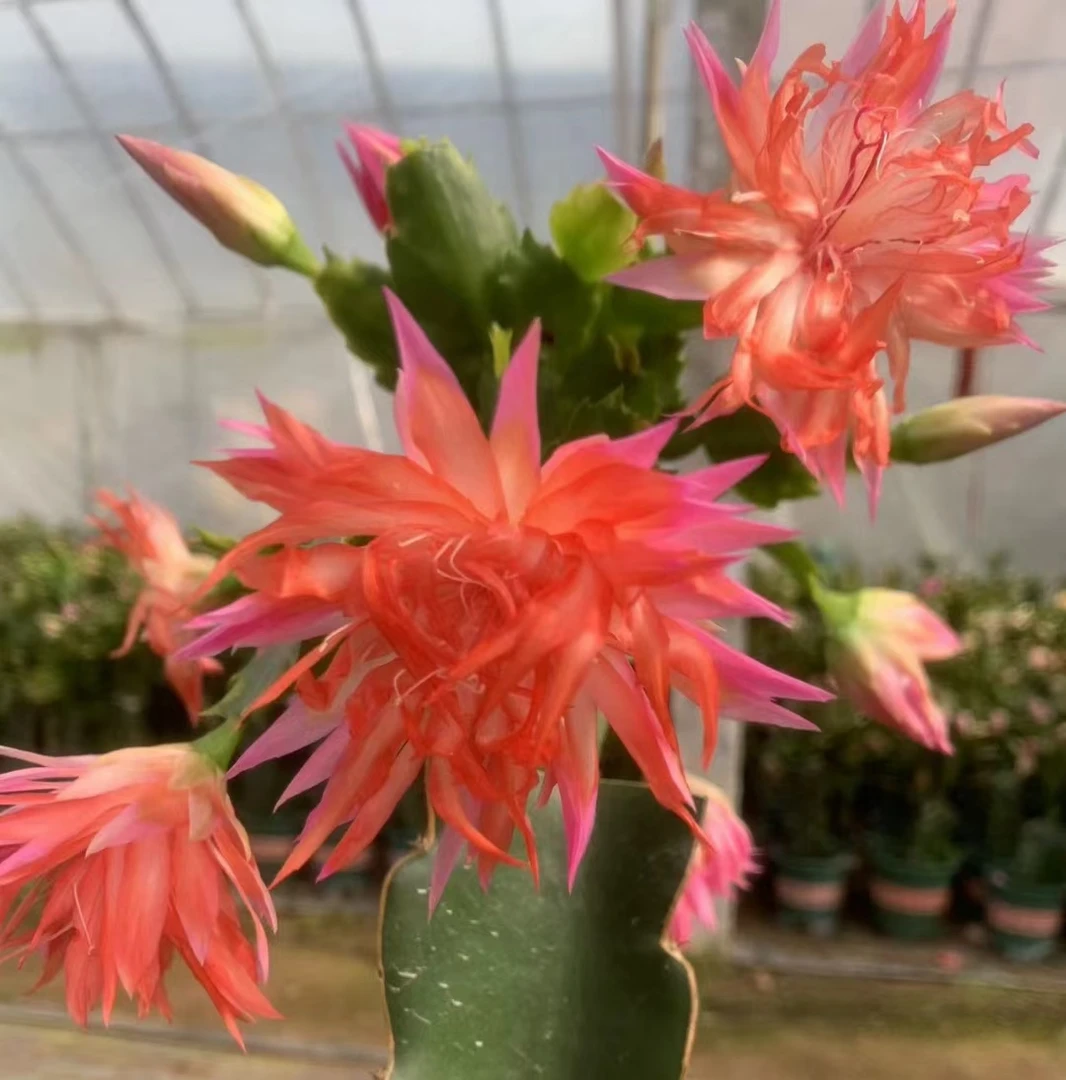 粉色裙子PPK蟹爪兰嫁接