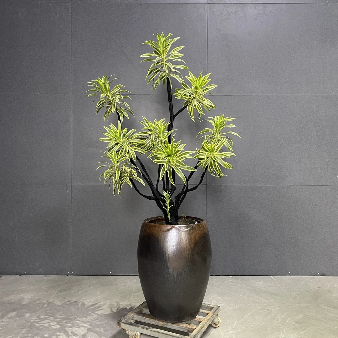 金边百合竹大盆栽老桩真绿植室内客厅吸甲醛造型金心百合竹植物