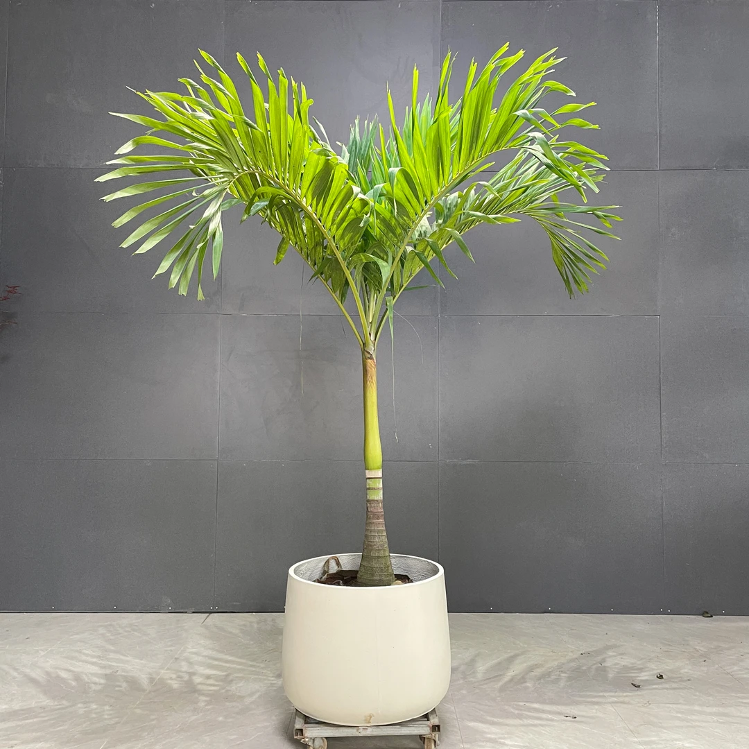 圣诞椰子大型室内外绿植植物风格吸甲醛净化空气易养活大椰子树