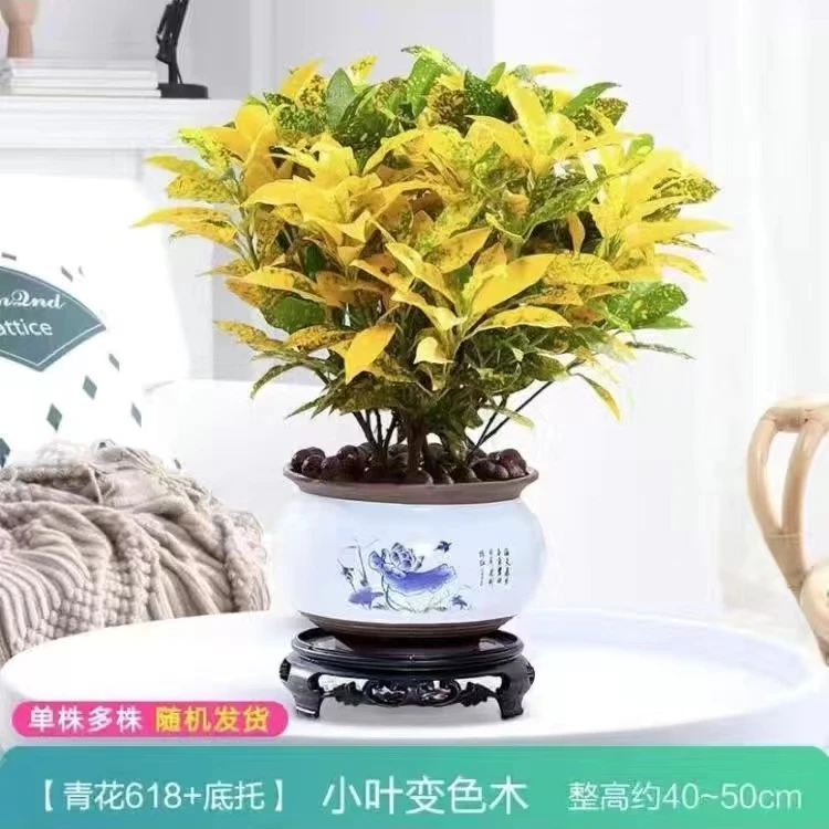 黄金树酒金榕变叶木绿植室内阳台庭院盆栽高端北欧风四季常青好养