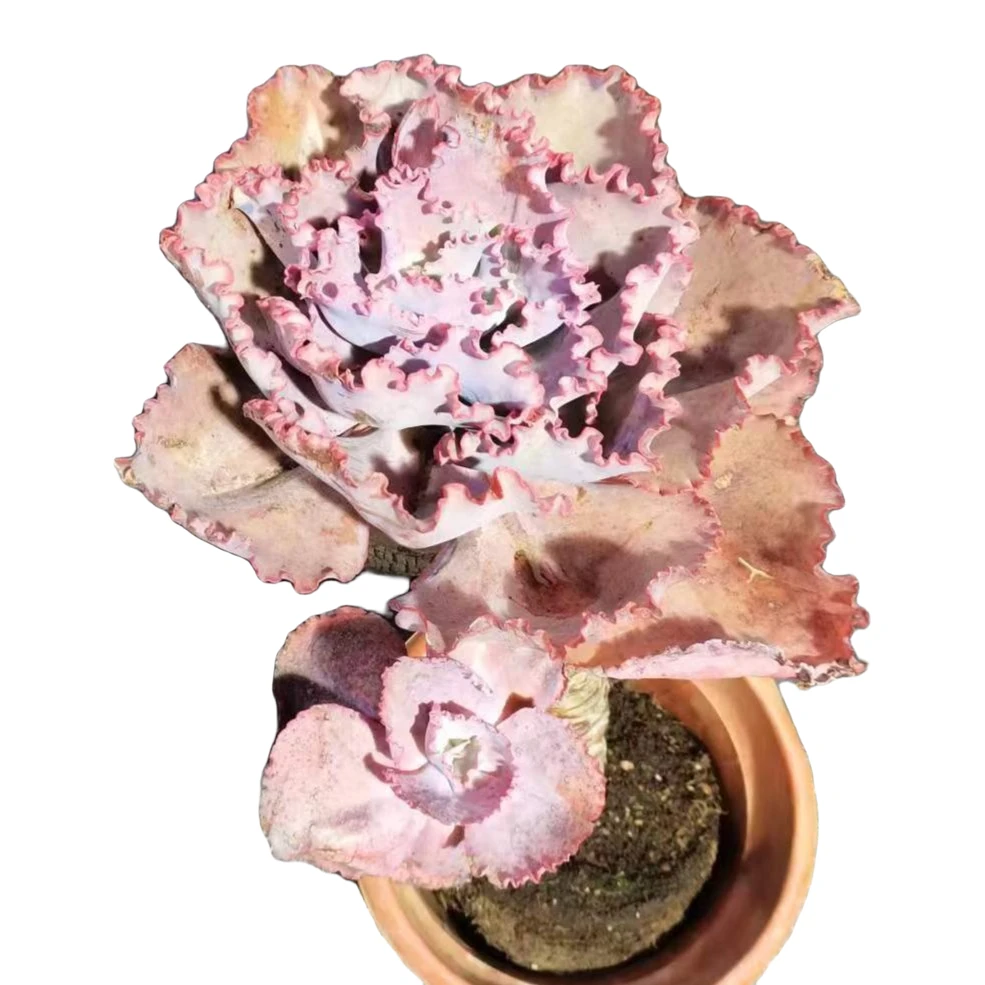 精品多肉蓝色妖姬新手家庭空气净化植物防辐射粉色夏季摆