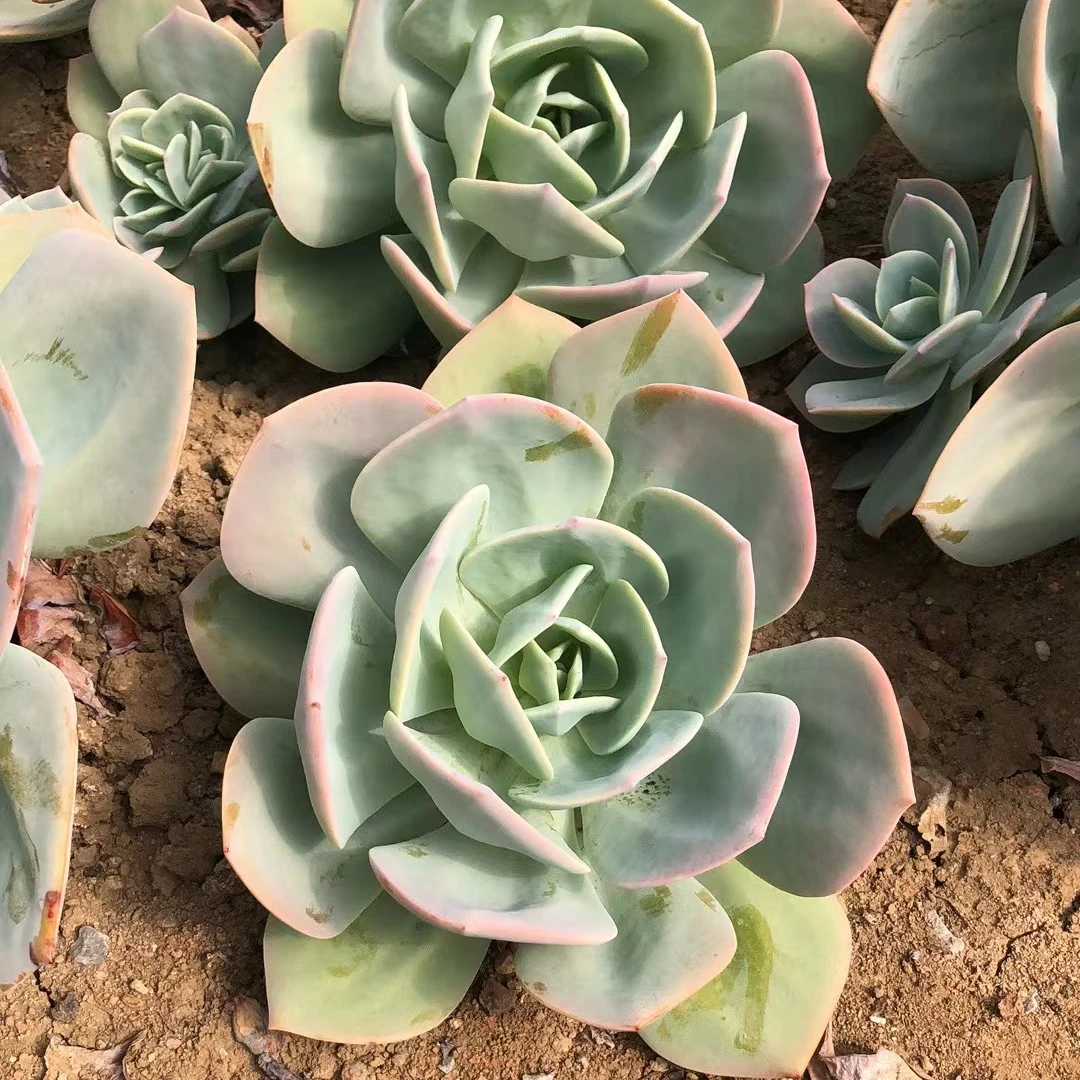 精品多肉精品（地载）单头血凤 家庭空气净化植物粉色夏季