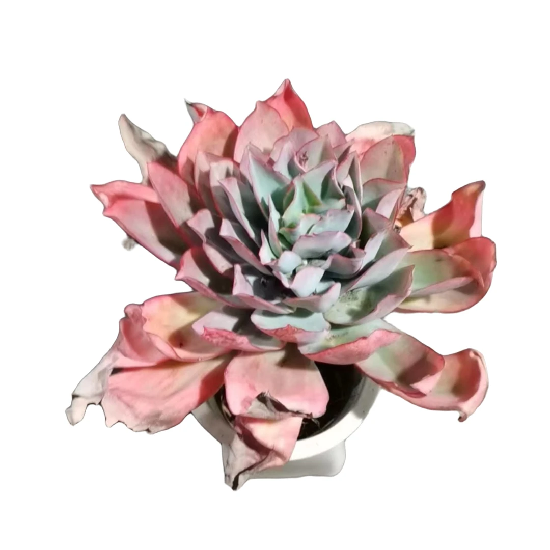 精品多肉粉紫薇新手家庭空气净化植物粉色夏季