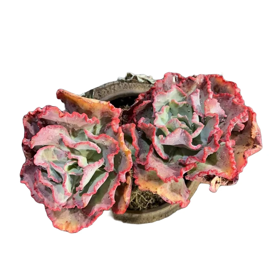 精品多肉舞会红裙（俩头起）家庭空气净化植物粉色夏季摆放红色