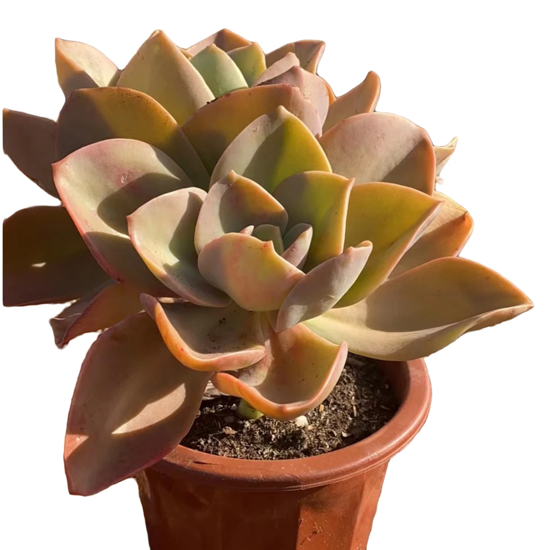 精品多肉鹤氏家庭空气净化植物粉色夏季摆放红色