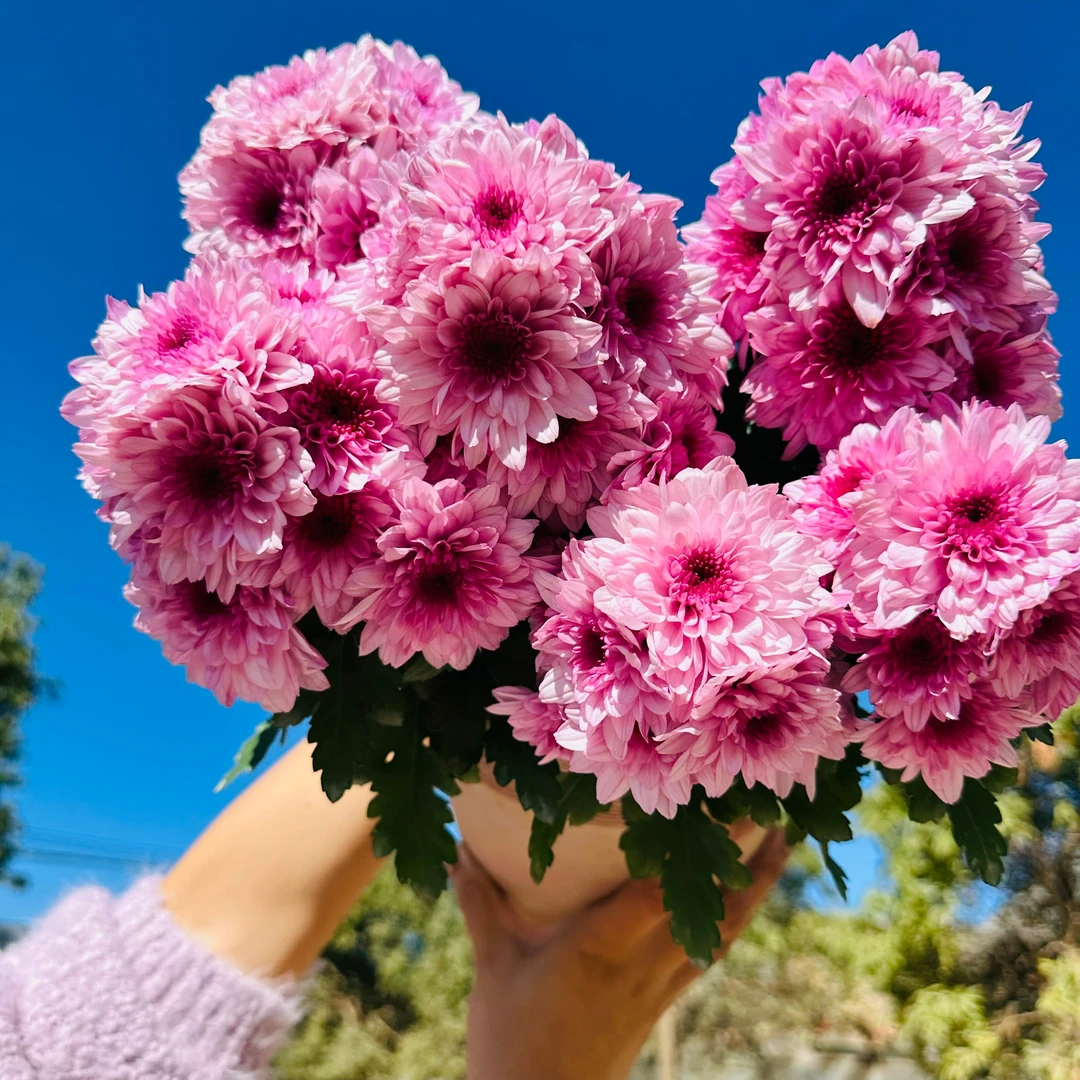 梦幻粉水晶 荷兰菊 多季节开花 耐热花货量大 新手易养护盆栽