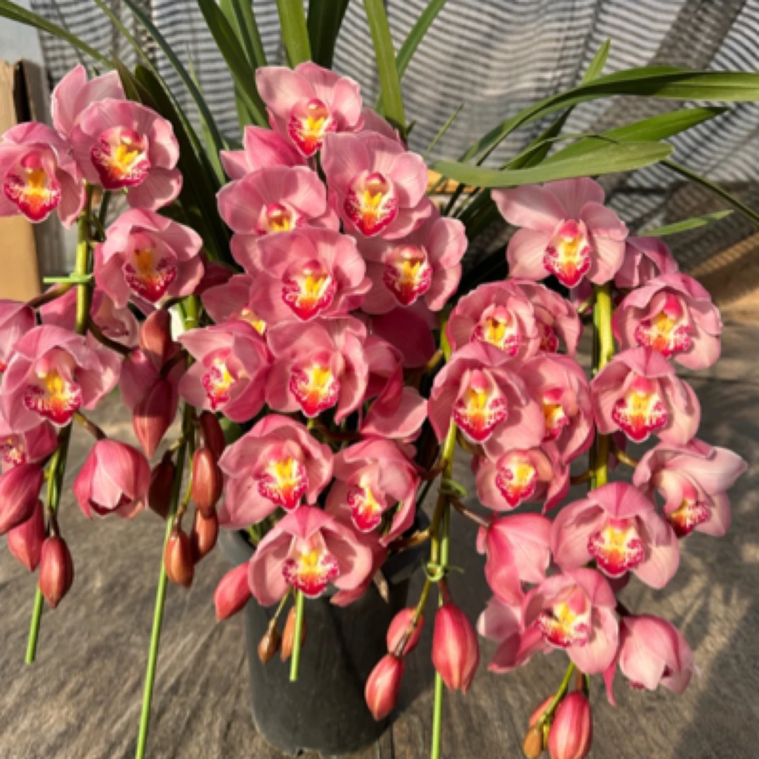 屋檐的花园高端拱兰 英雄 大花惠兰年宵花