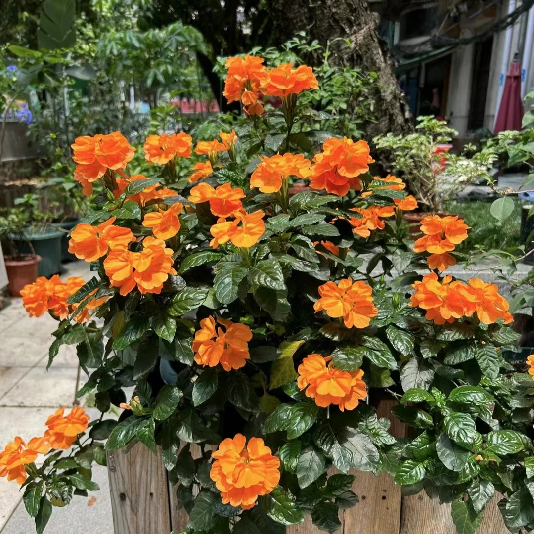 鸟尾花盆栽花苗非常耐热多季节开花多年生抗病新手好养护