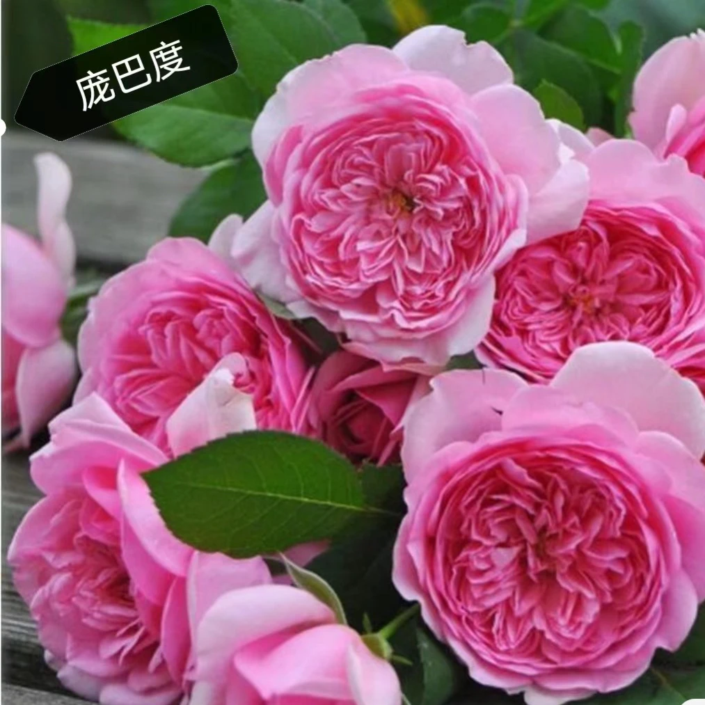 庞巴度月季玫瑰花苗大花浓香灌木月季耐热耐寒抗病好