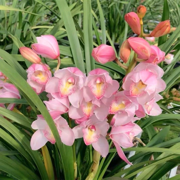 大花惠兰烛光5支 年宵花卉大花惠兰室内高档花卉盆栽带花苞发货