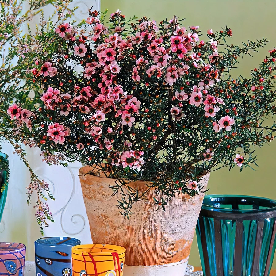 耐寒植物松雪梅盆栽花苗室内外耐寒耐热多年生花卉