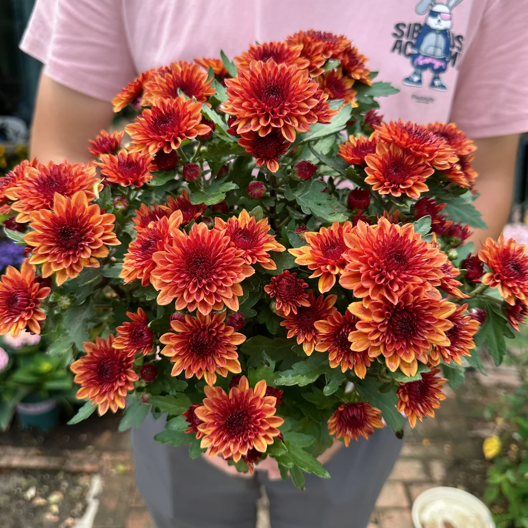 新品青铜水晶盆栽花苗阳台庭院耐热耐寒多年生花期长好养花卉