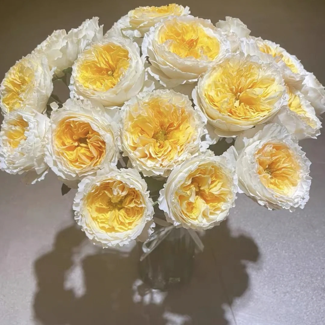 碧翠丝大花浓香月季玫瑰盆栽花苗耐热耐晒