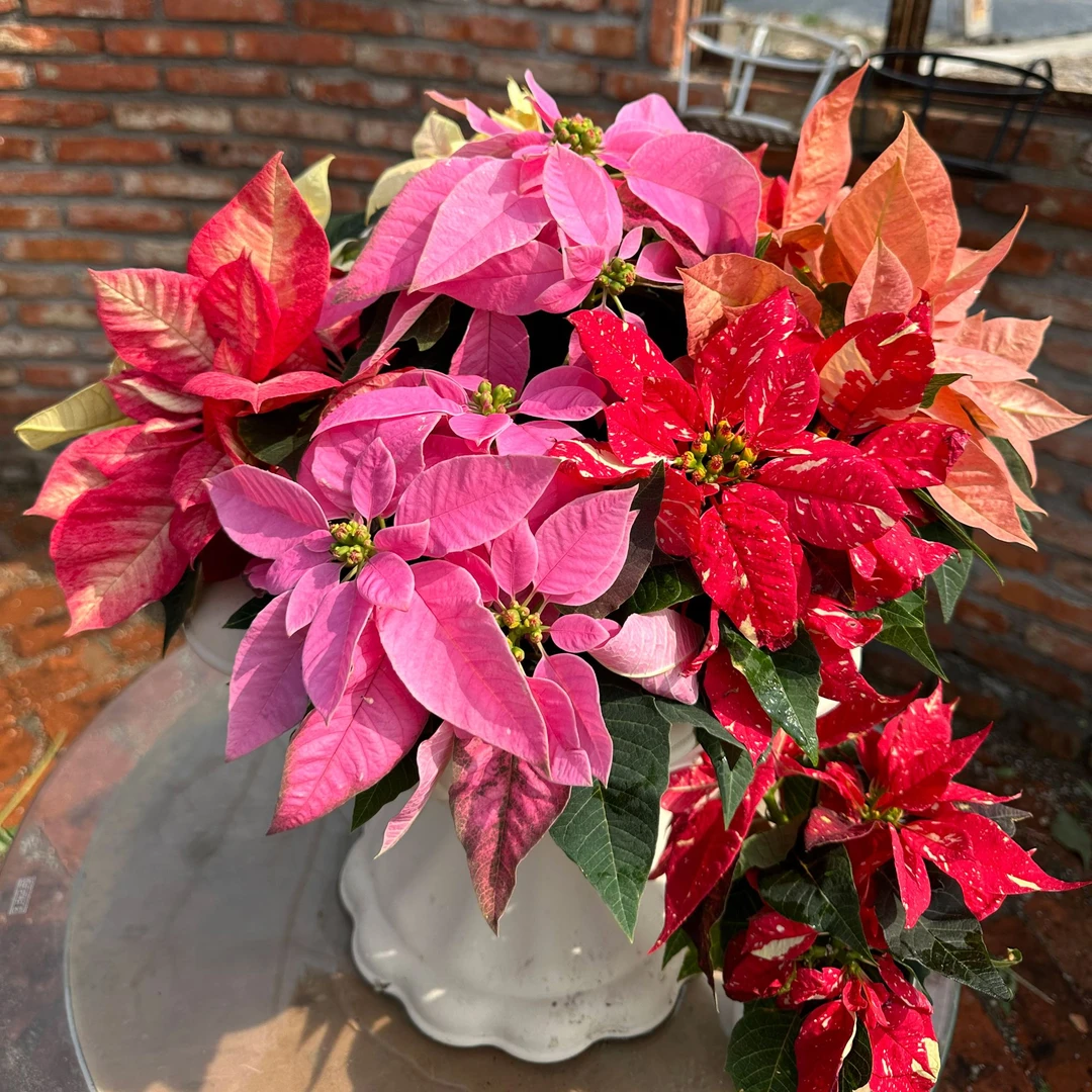 一品红 年宵花室内观赏植物 观赏期长