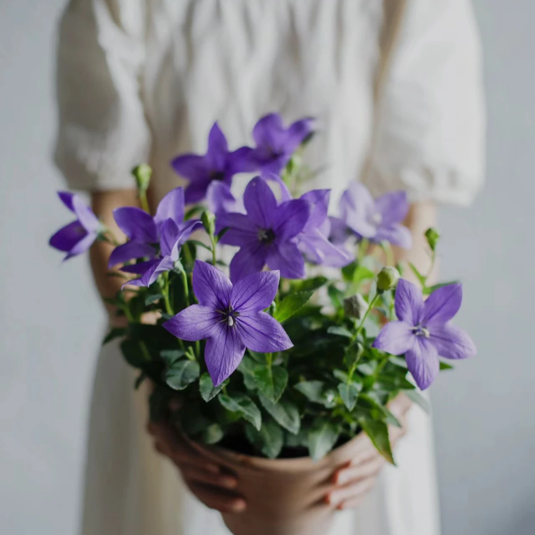 中华桔梗盆栽花苗阳台庭院花园耐热耐寒好养四季开花新手好养护植