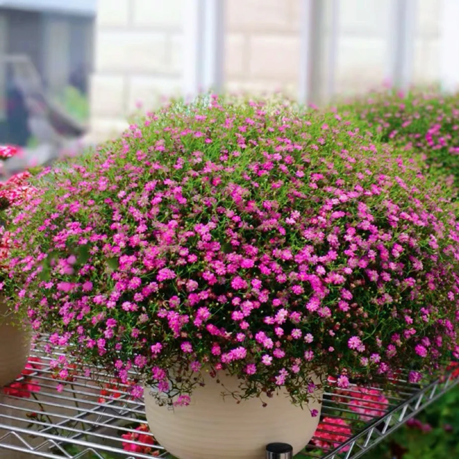 吉普赛满天星盆栽花苗花量巨多四季开花易养活阳台庭院花园丰花卉