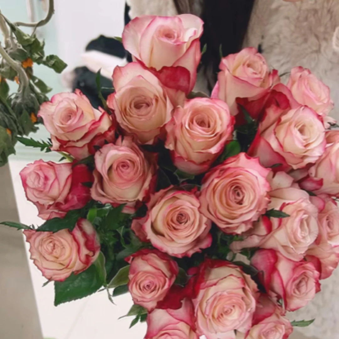 红唇月季玫瑰盆栽店铺花苗多季节开多年生耐寒耐热抗性好