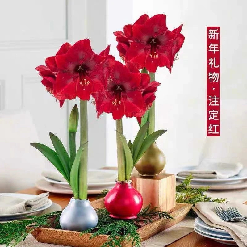 进口蜡封朱顶红室内高档花卉节日新年年宵花卉无需养护即可开花