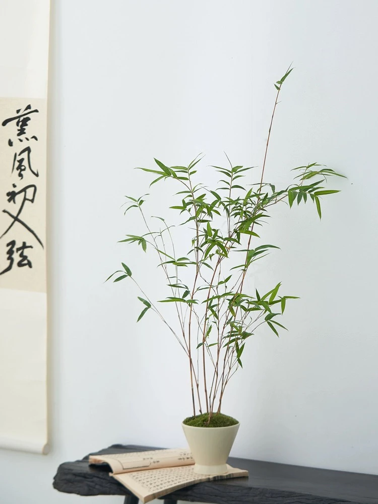 基地清仓红观音竹盆景红竹盆栽室内外书房庭院装饰客厅办公花卉绿