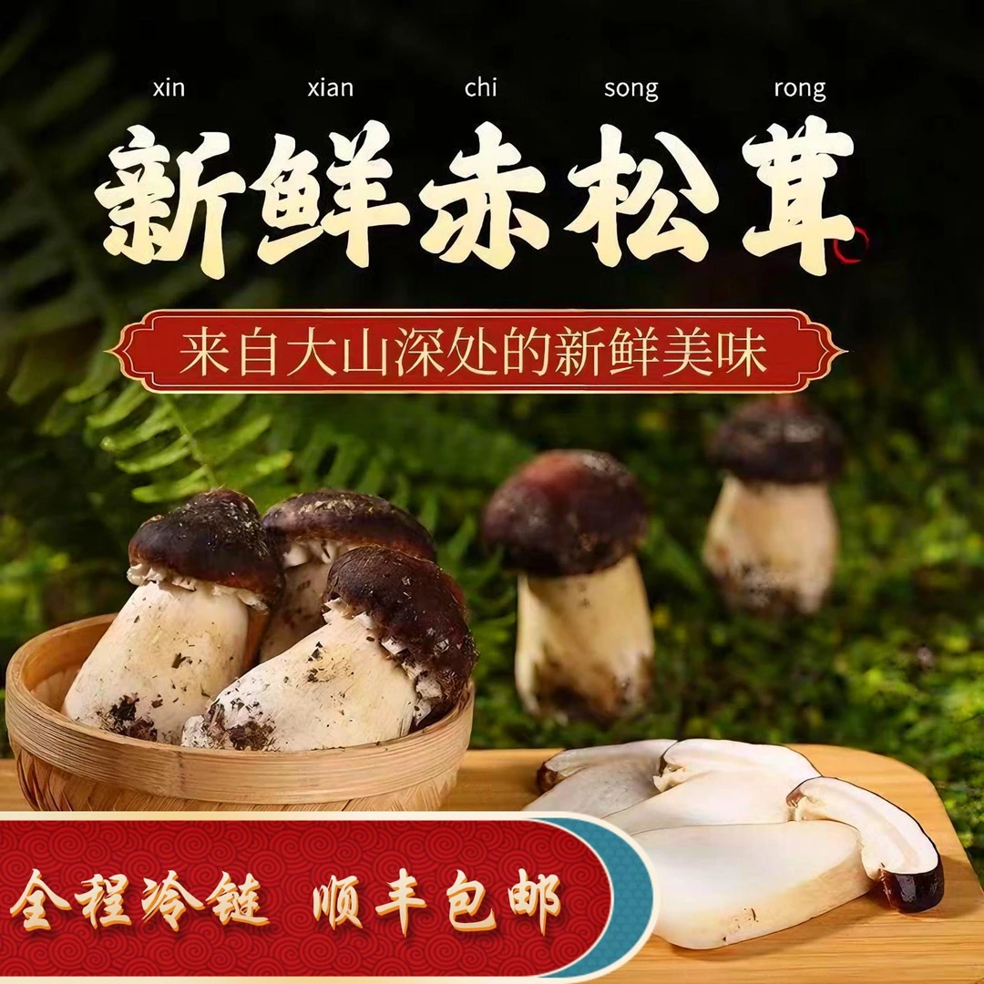 【现摘精品】新鲜赤松茸深山林下自然新鲜松茸切片食用煲汤营养美味