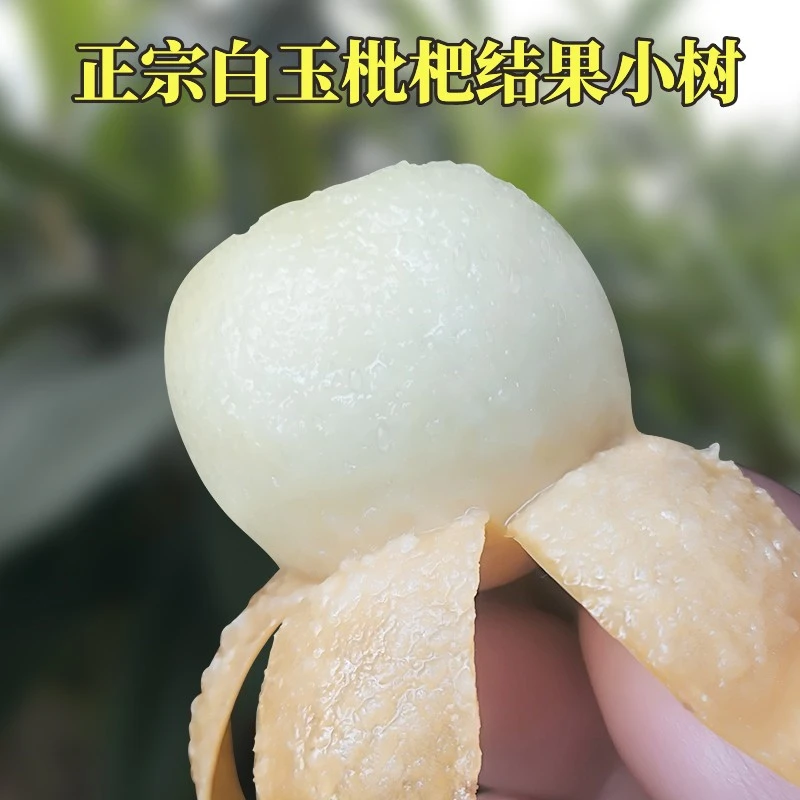 白玉枇杷结果小树一物一拍经典好吃白肉枇杷品种果子大味道甜