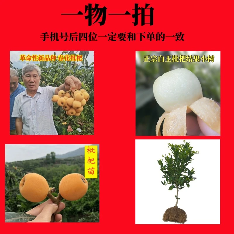 大五星白玉白雪公主春花枇杷苗直播间一物一拍扣收件人尾号后四位