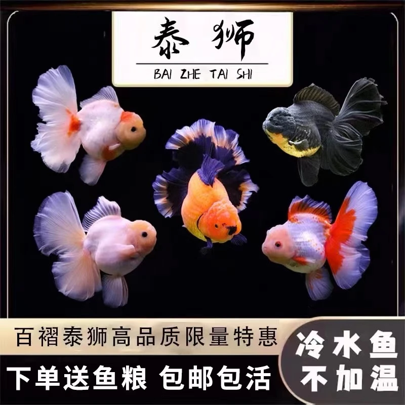 元宝狮金鱼冷水鱼精品冷水鱼元宝体观赏鱼场直发