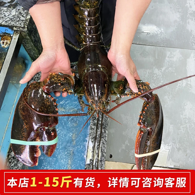 波士顿大龙虾3-15斤/只刚缺氧液氮急冻/冰鲜发货联系客服保新鲜