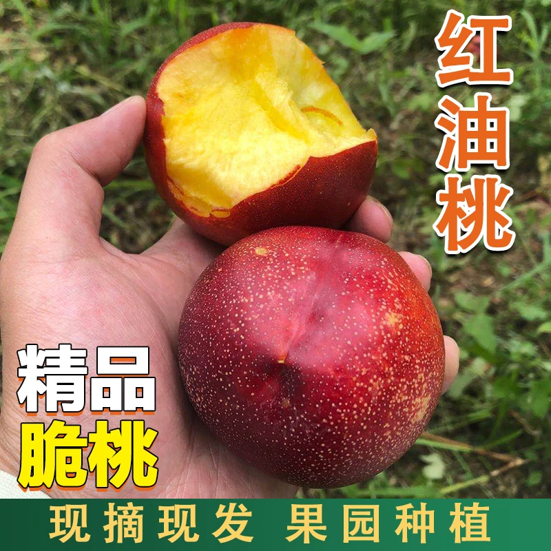 鲜姿精选大连麻点红油桃黄心油桃3斤-5斤新鲜水果当季黄桃生鲜