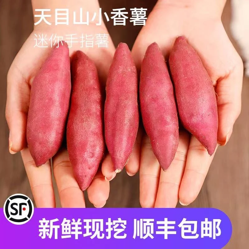 【大杨】临安天目山小香薯板栗番薯红薯新鲜地瓜迷你小红薯拇指薯