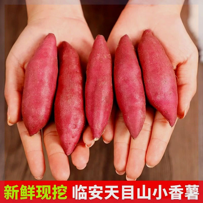 【大杨】临安天目山小香薯蜜薯香甜软糯地瓜正宗板栗红薯新鲜现挖