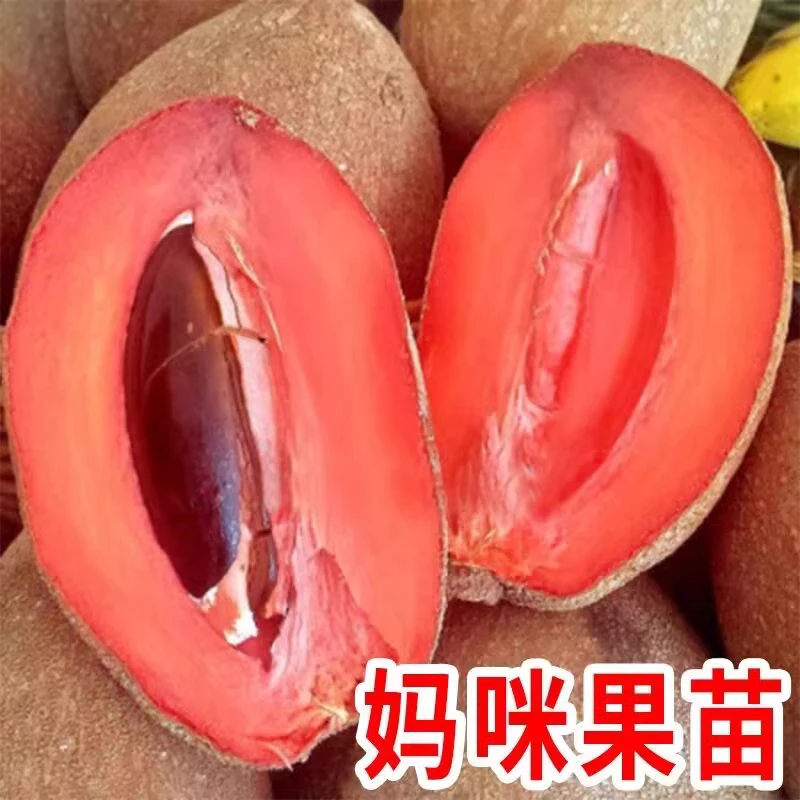妈咪果树苗马加纳妈咪果苗四季南方种植盆栽庭院阳台马梅果苗当年