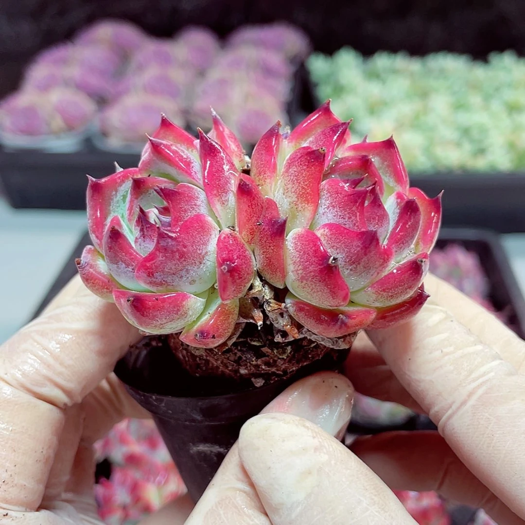 【闪购商品】水蜜桃2头
