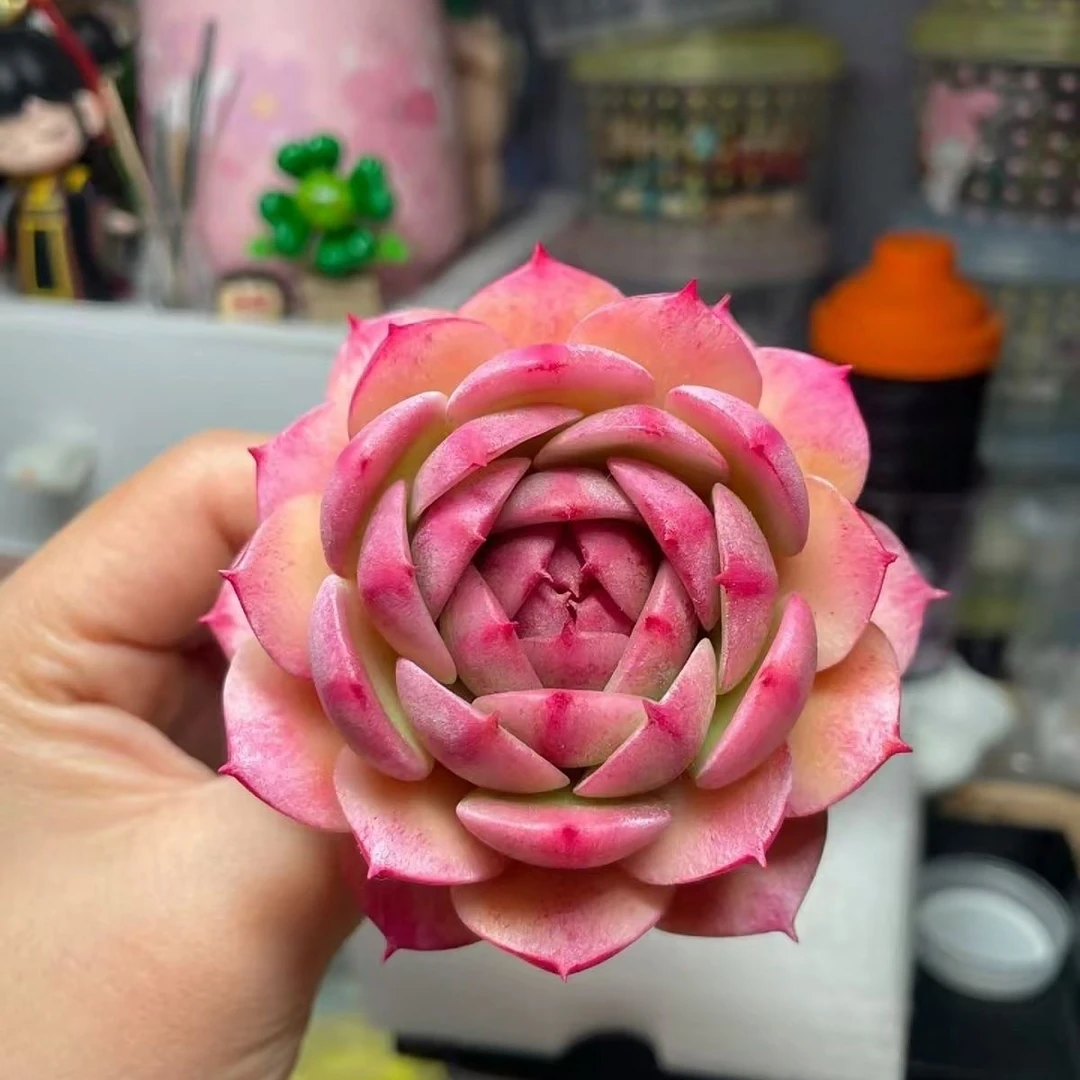 【满18包邮】本巴蒂斯单头 多肉植物